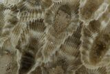 Polished Petoskey Stone (Fossil Coral) - Michigan #131059-1